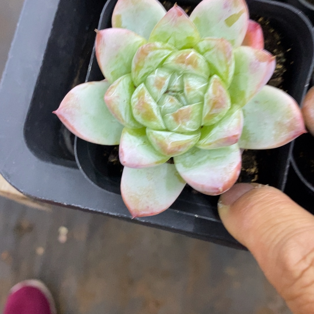 精品多肉一物一拍不包整2