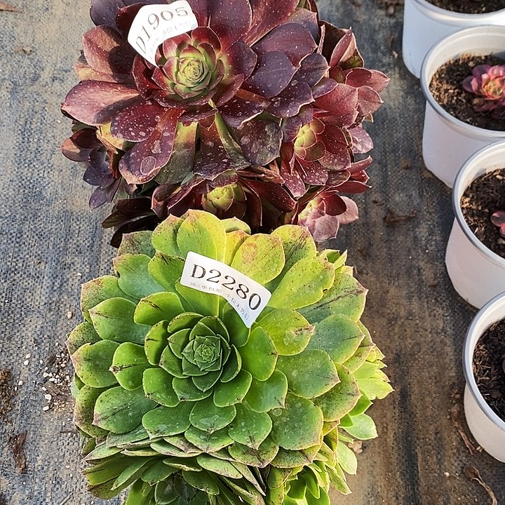 1905、2280黑魔绿魔多肉2颗不周正