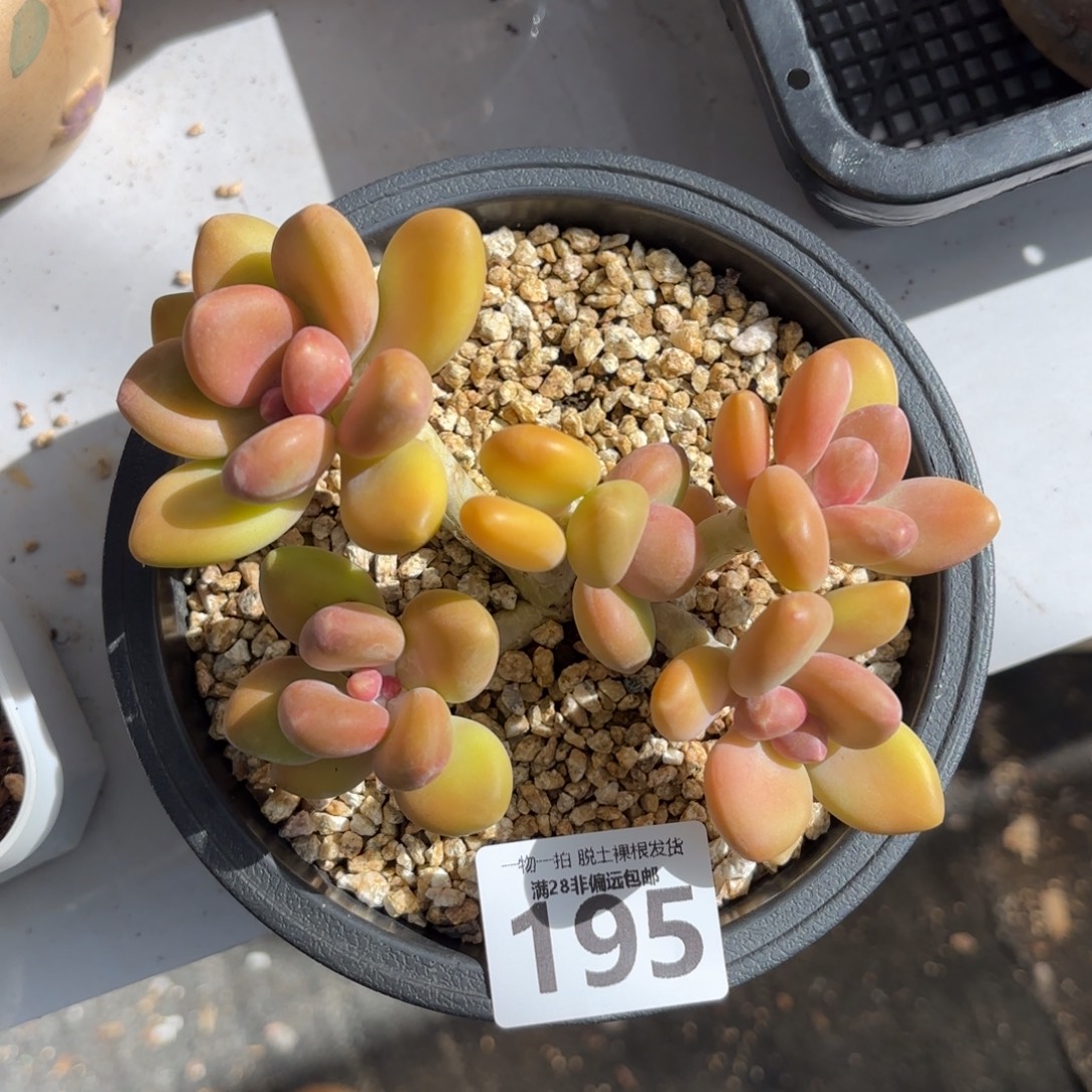 芒果kk奶老桩无盆土发货