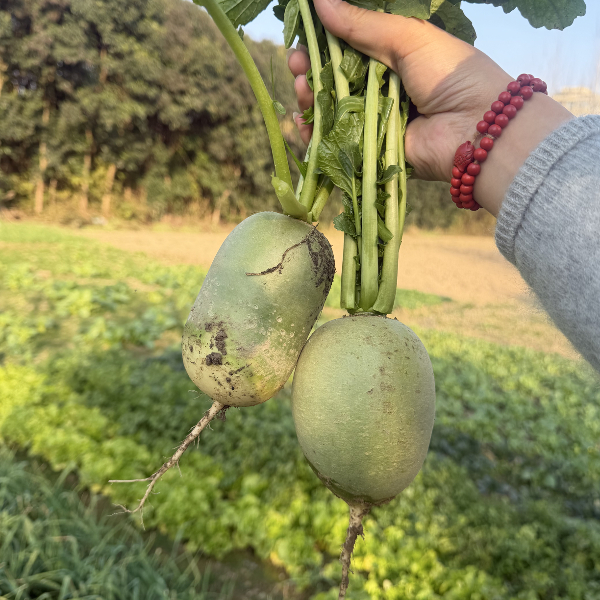 河南老品种青萝卜新鲜现挖微辣农家自种蔬菜可生吃炒菜腌萝卜干