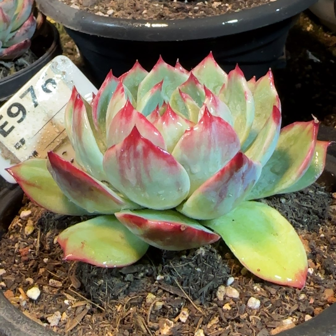 花脸拉丝惊鸿一物一拍包装收缩花旱976