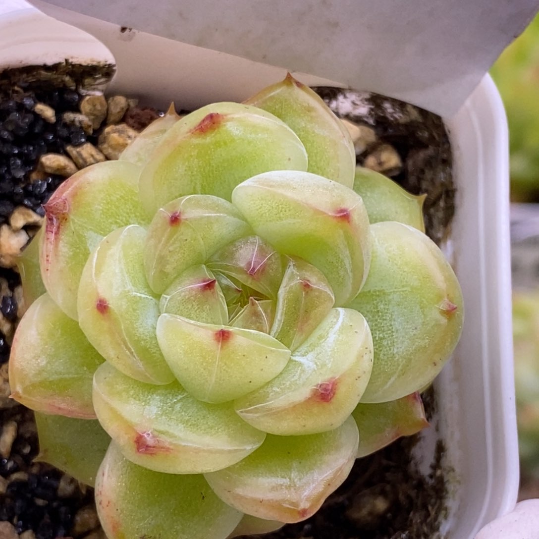 【闪购商品】14-161