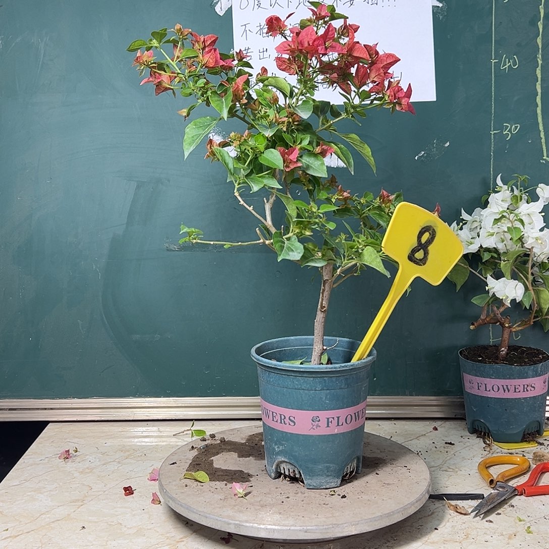 完全开放 福利 佩德罗  8