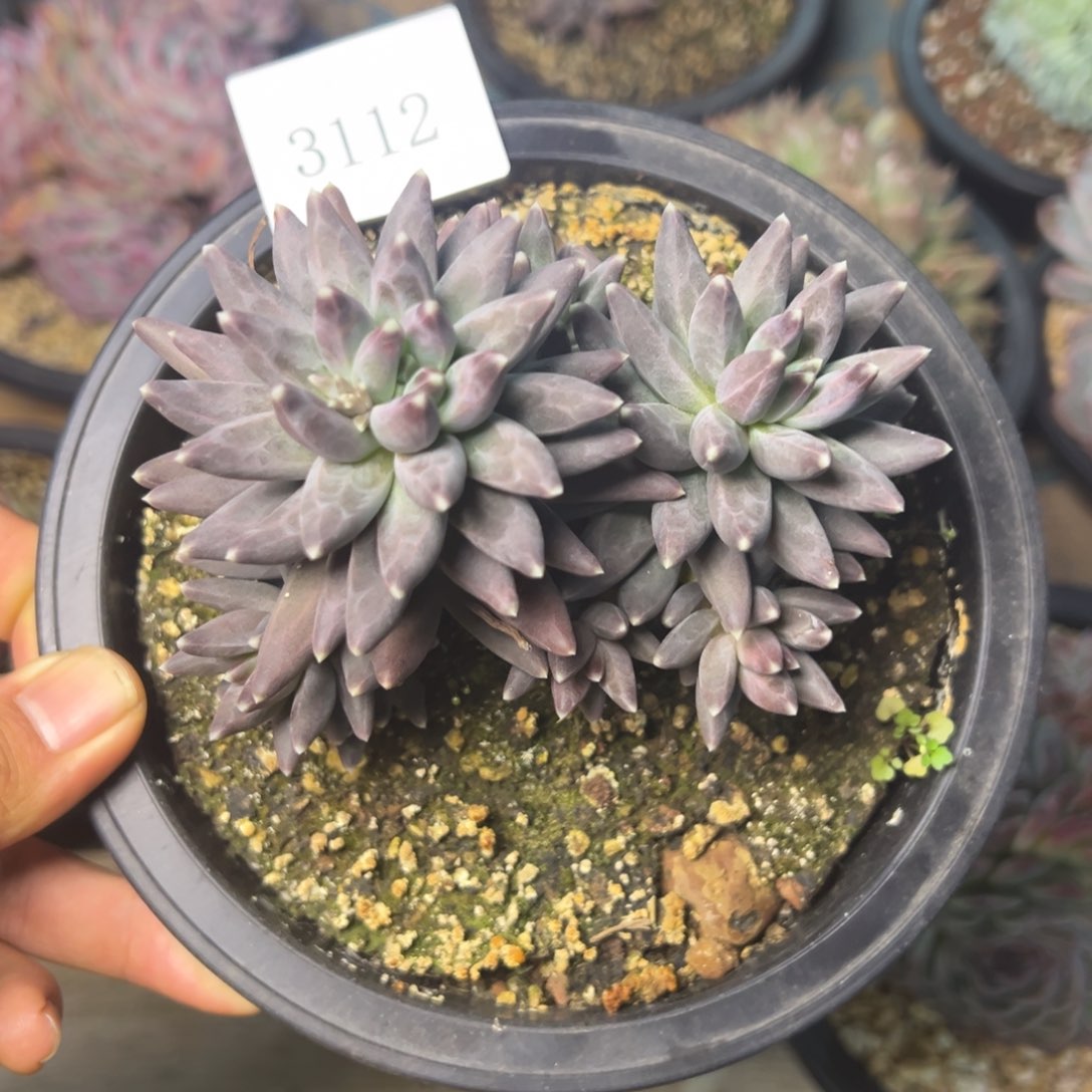 3112多肉多多多多