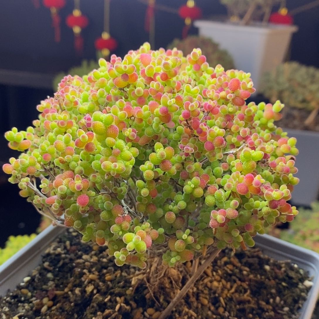 276号蜜橘糖球枝干多肉