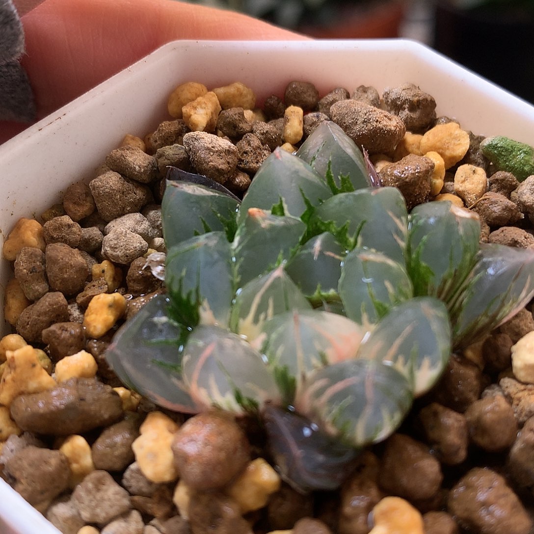 北极之光玉露锦带盆土