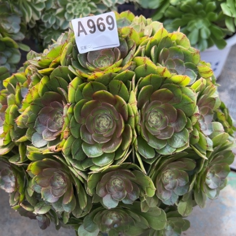 969万拉丝朵朵30厘米左右