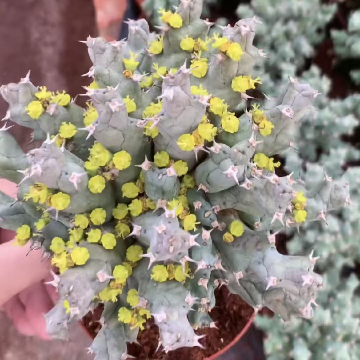 丘栖大戟    仙人球漳州基地直发 新手好养