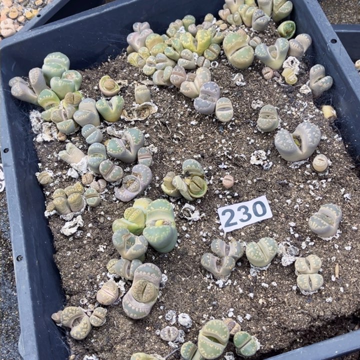 230脱土生石花一物一图如图