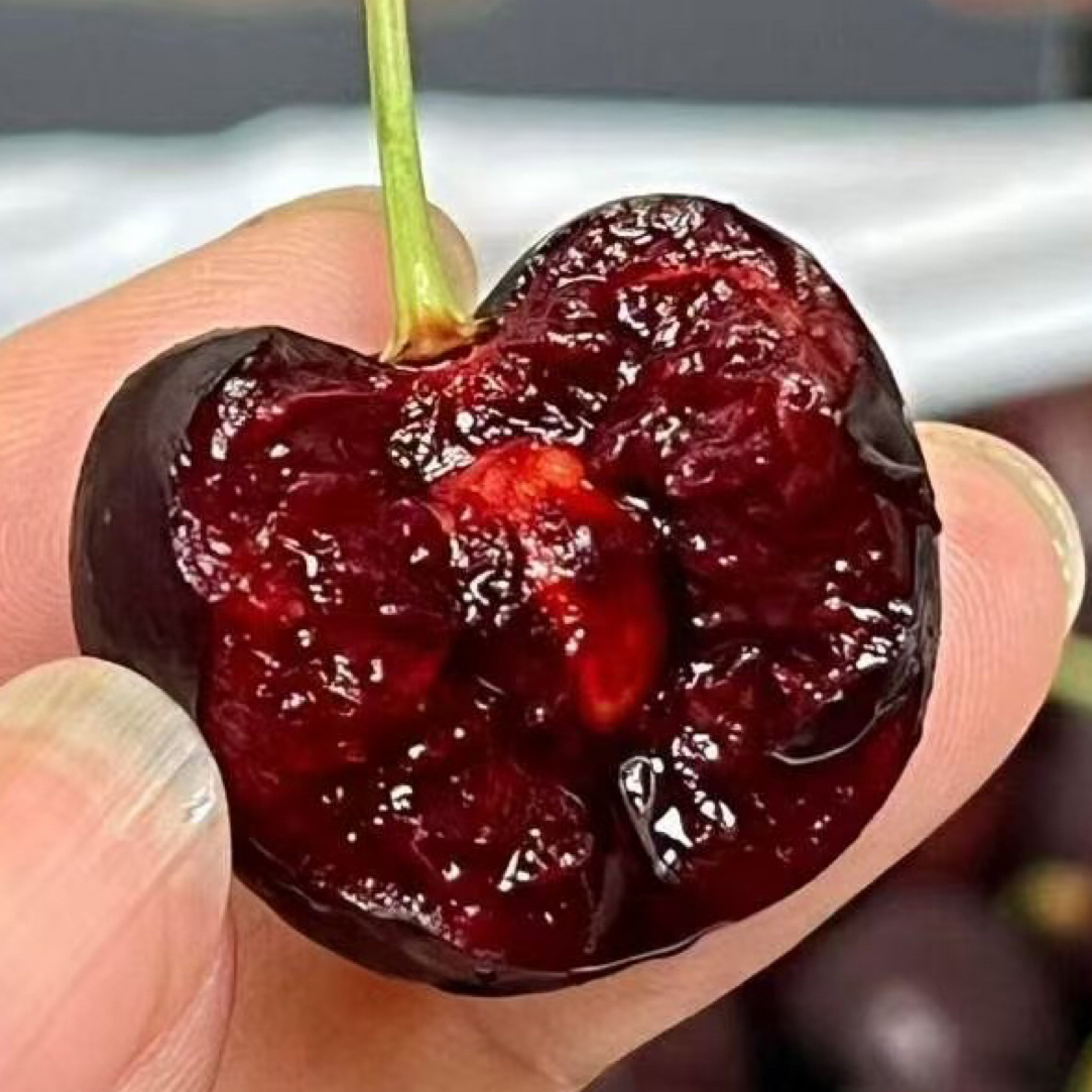 海运智利车厘子桑提娜规格2J净重5斤158元桑提娜智利