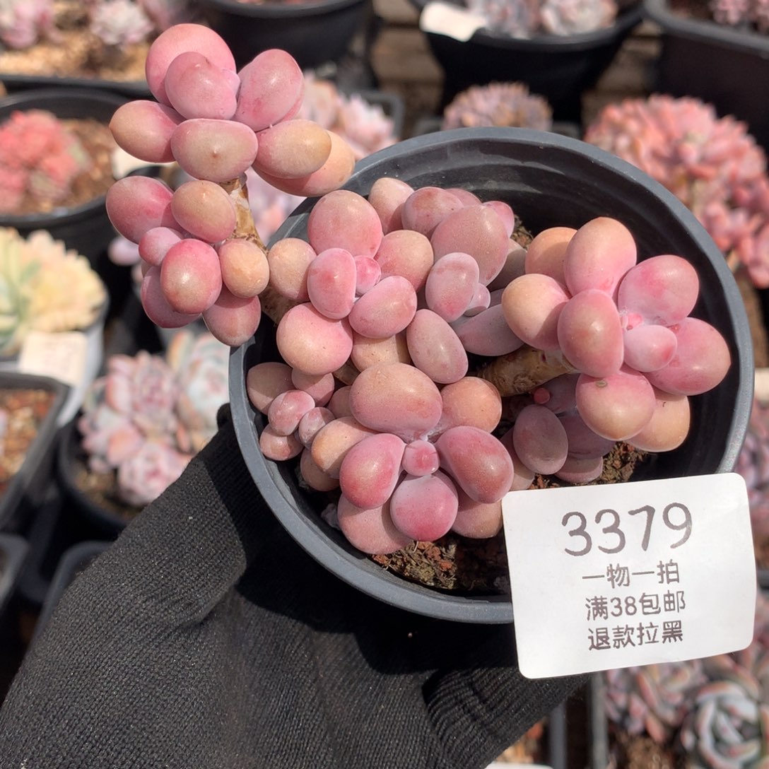 10厘米10头桃蛋3379