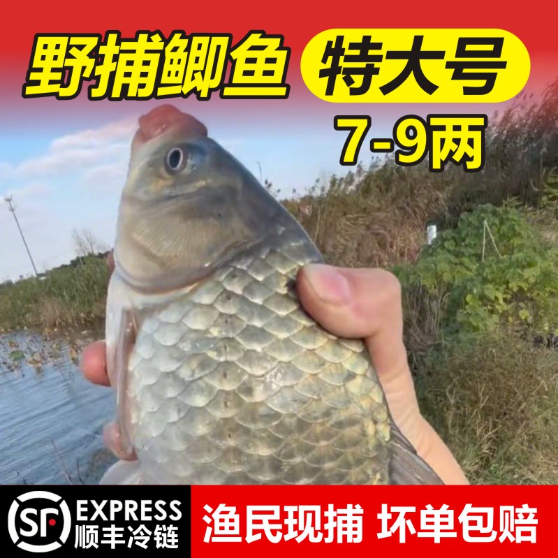 特大号 7到9两 拍3斤送一斤 渔民现捕 顺丰冷链