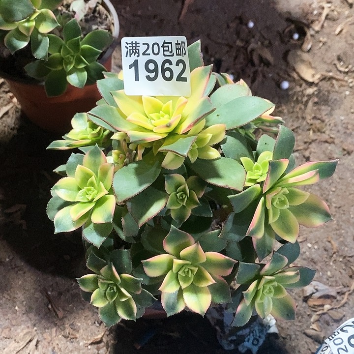 1962 一颗艳日辉法师多肉