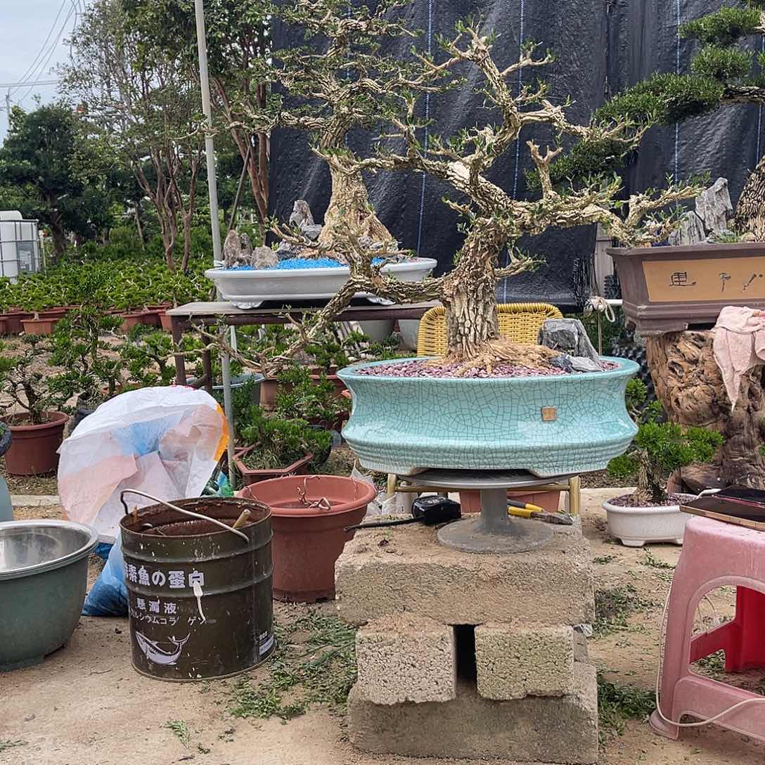 当前无花朵，栽培后可花朵