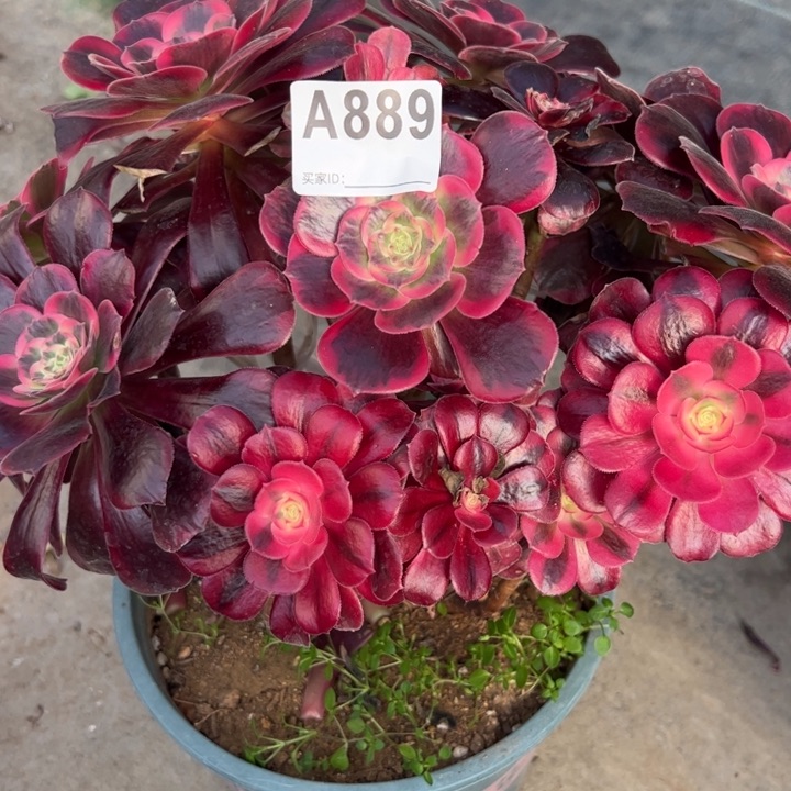 屁**~889凤冠25厘米左右