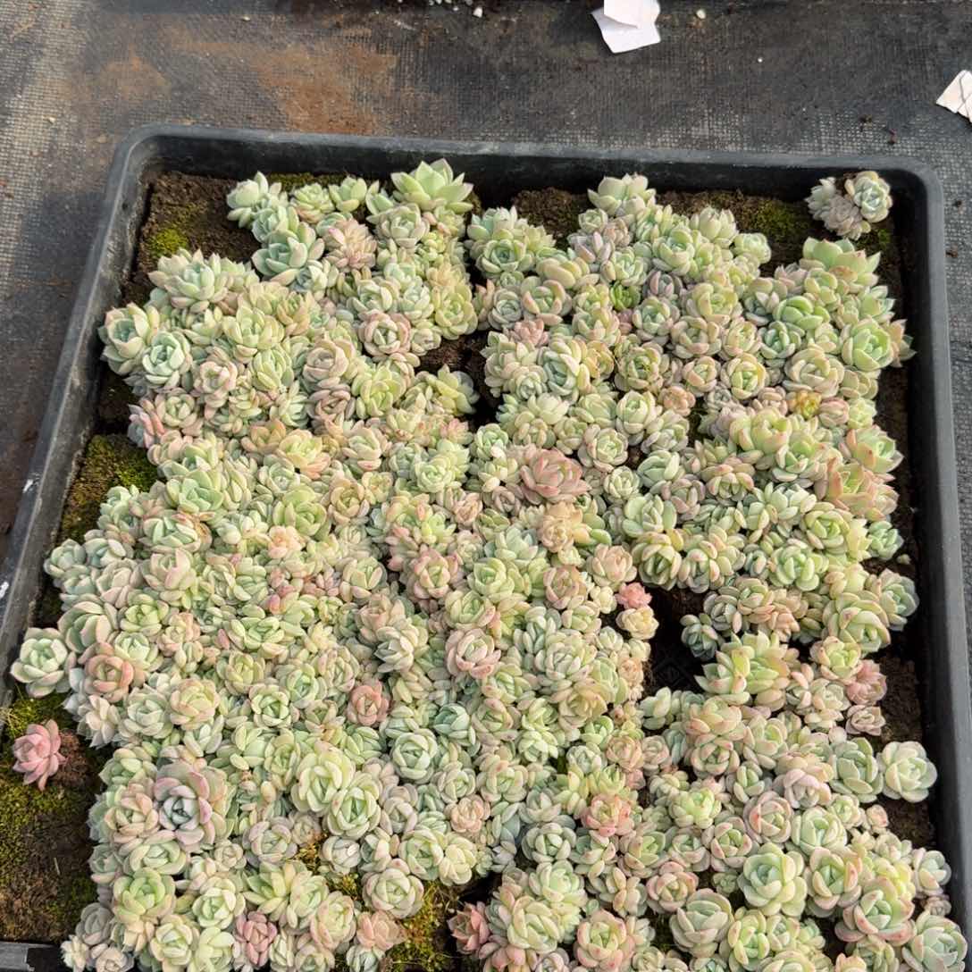 糖心一筐一物一拍14-45