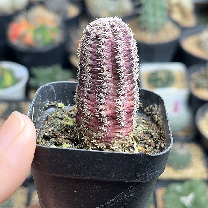 胡萝卜中间丽花侧芽自根5公分高