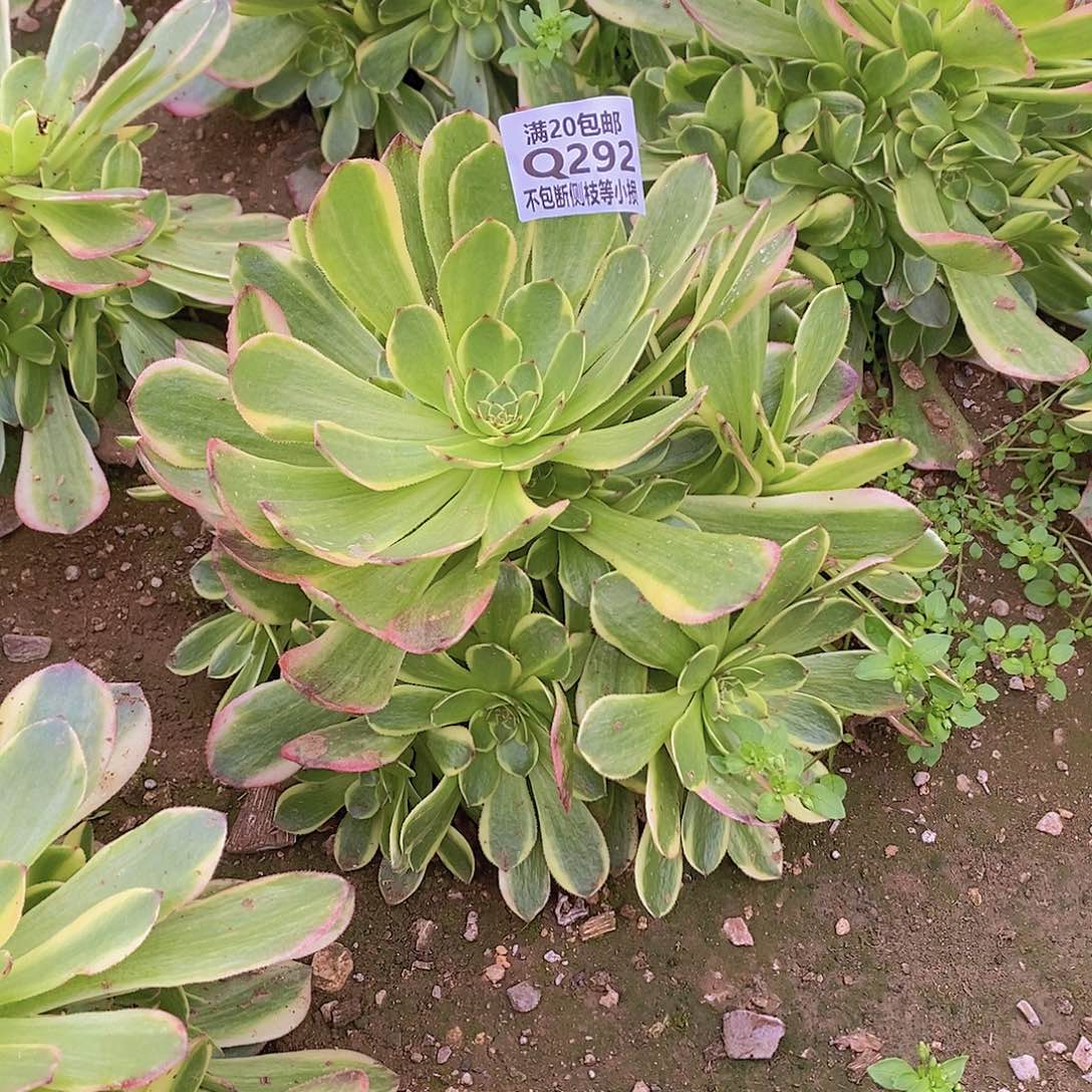 292半夏多肉法师锦量拍