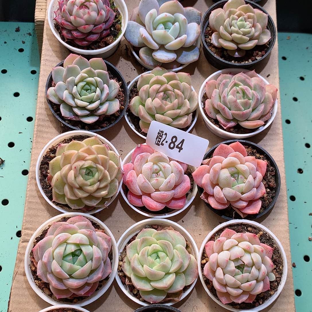 2-84一物一拍带盆18颗