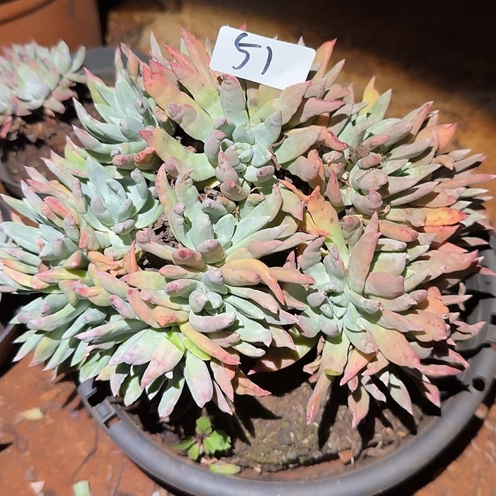 3代杂交仙女杯多肉福利处理