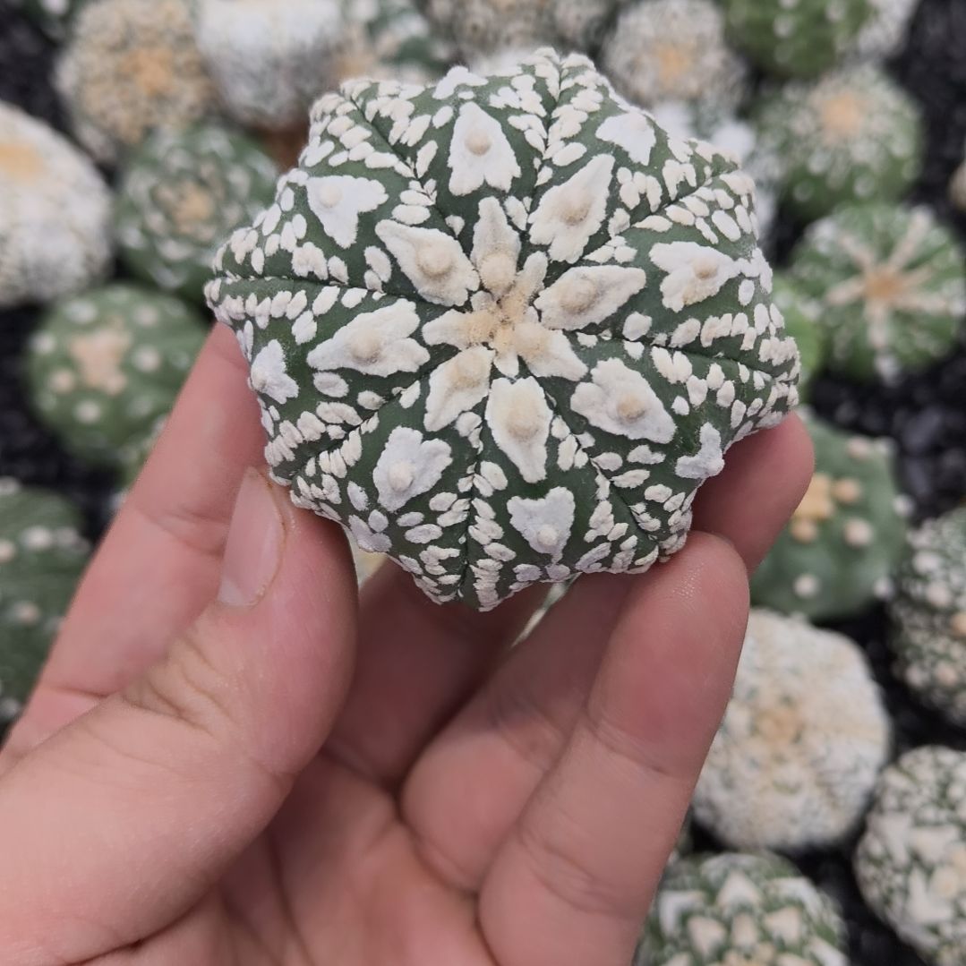 e***i海星体大V盾兜兜兜兜