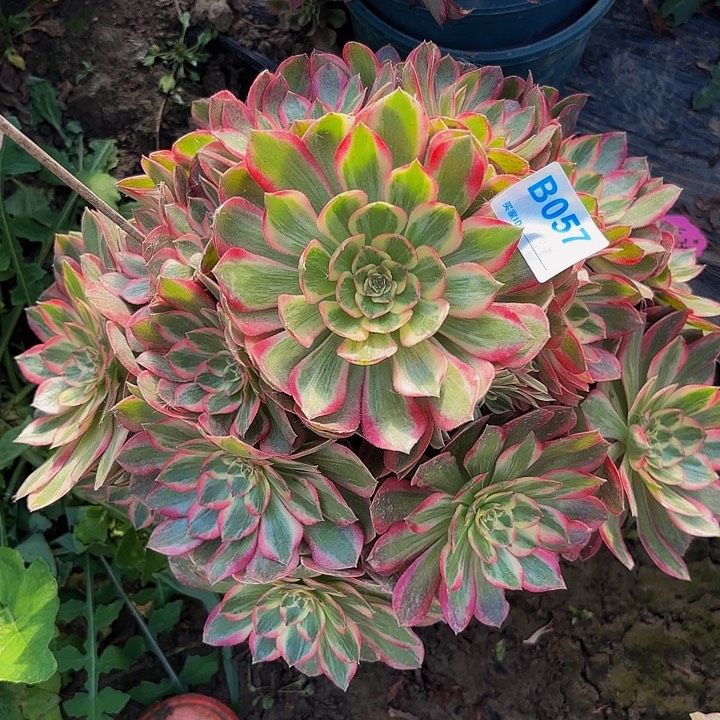 赤子心8-33-057偏远不包邮