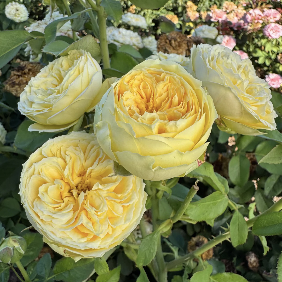 【卡特琳娜】灌木月季 黄色月季花苗四季开花 大包子花瓣多切花落根