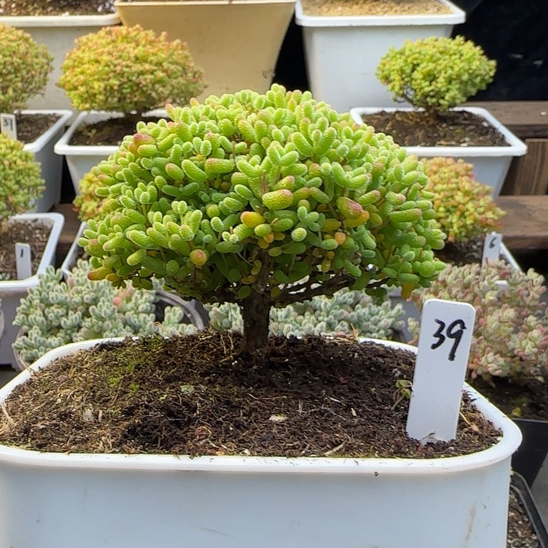 金桔糖球一物一拍