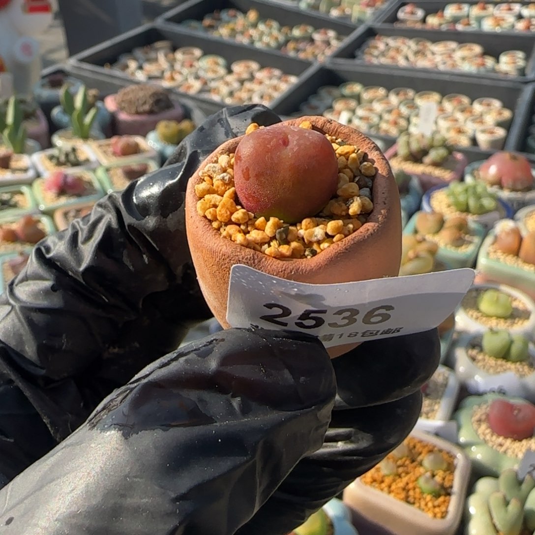 2536--一物一拍 带盆 水蜜桃