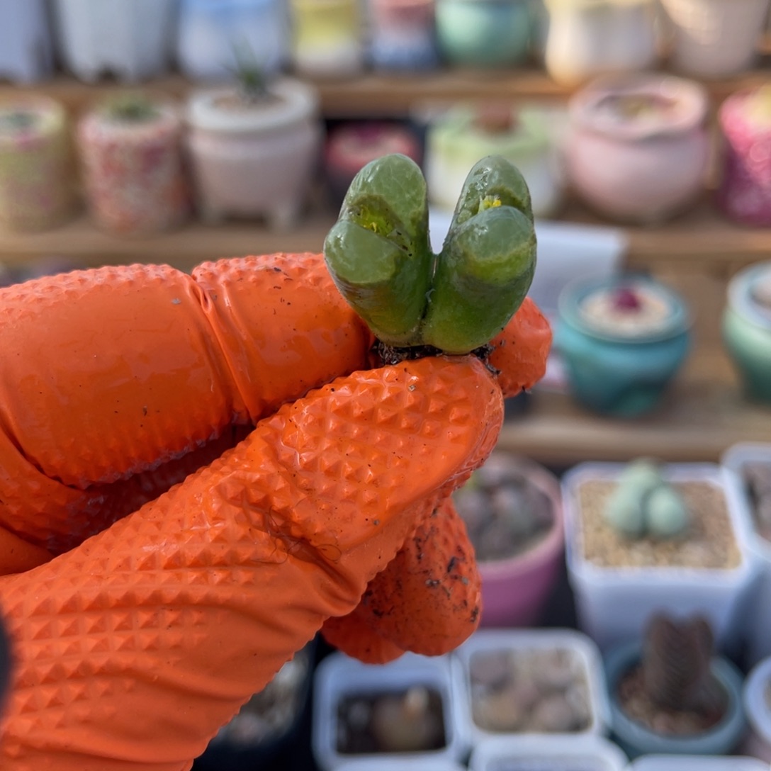 多肉植物一物一拍27