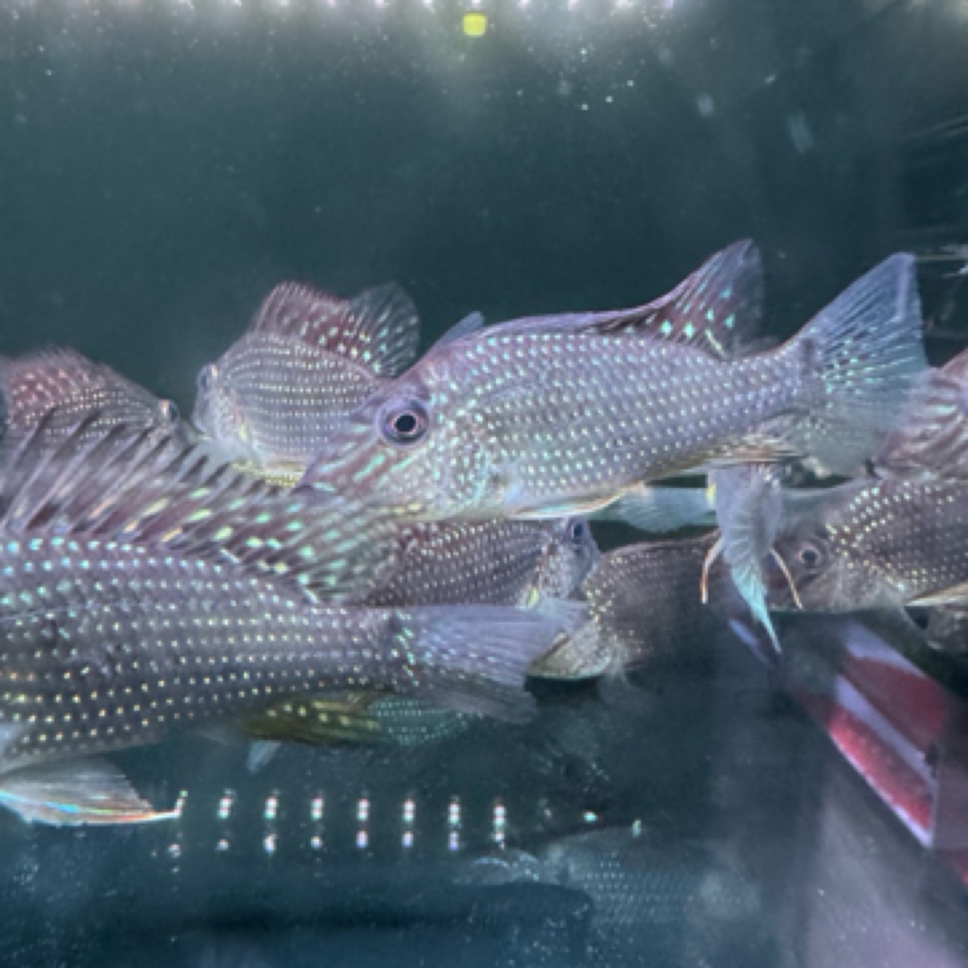 明天甄选｜稀有蓝颊马面关刀淡水鱼观赏鱼性格温顺热带鱼