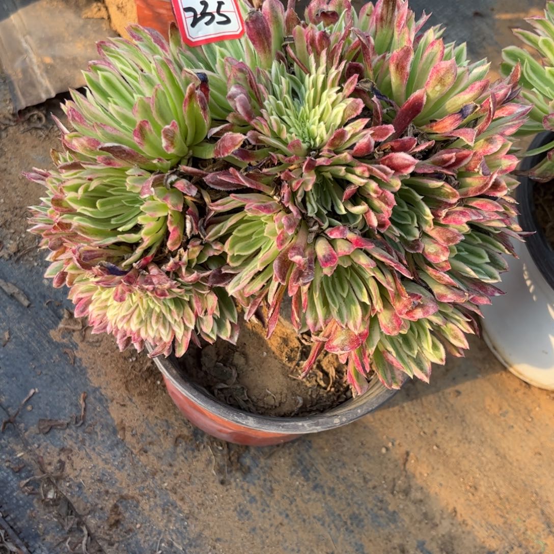 235多肉植物金丝菊朵朵缀妖娆桩子