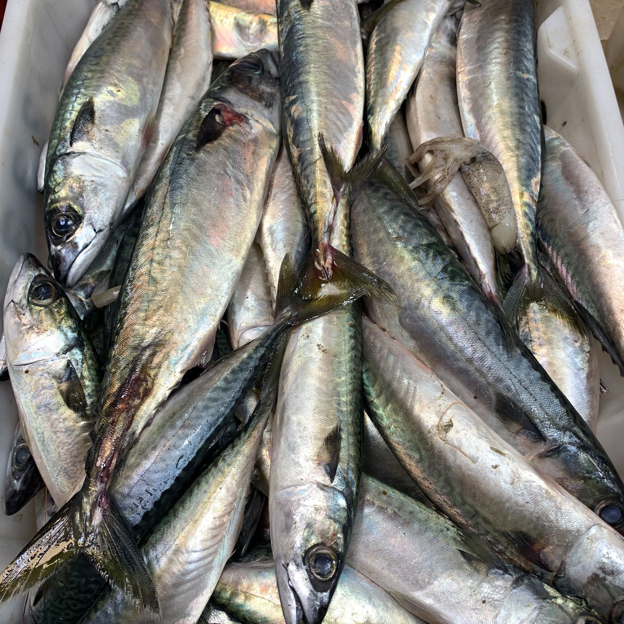 东海野生海捕青砖鱼