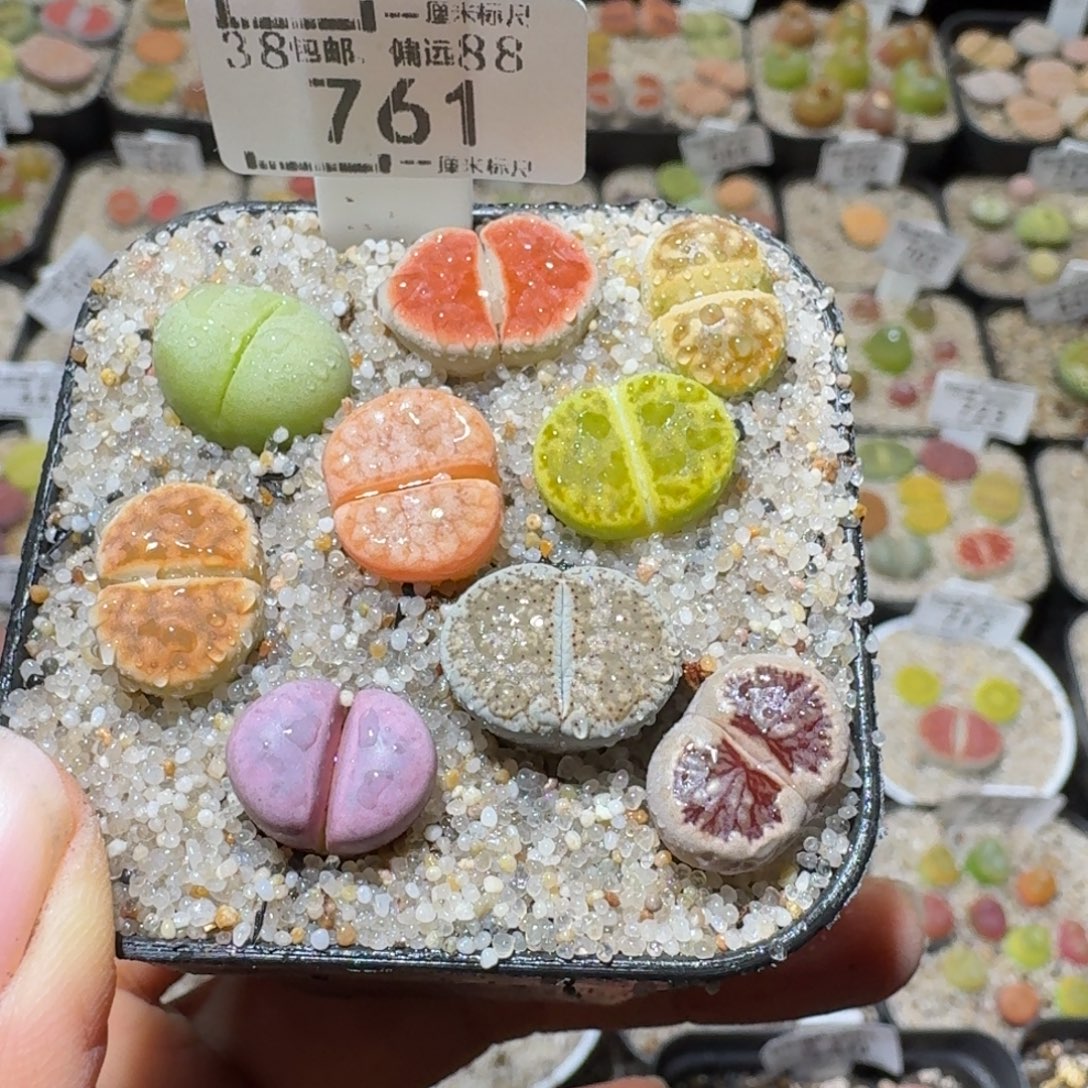 Sss清货了清货了761