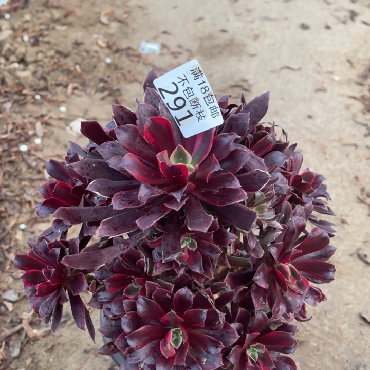 291蒙娜丽莎手捧1号