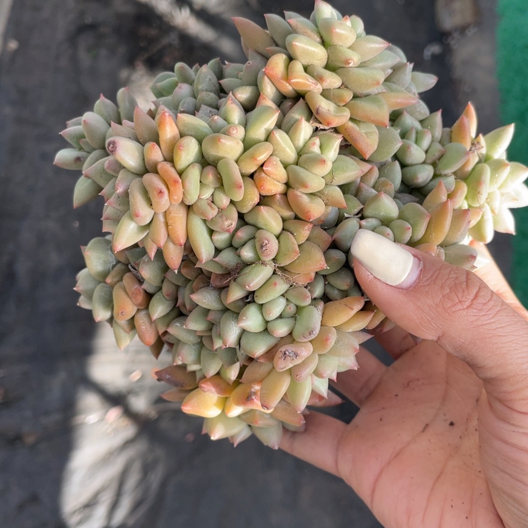 象牙多肉植物盆栽