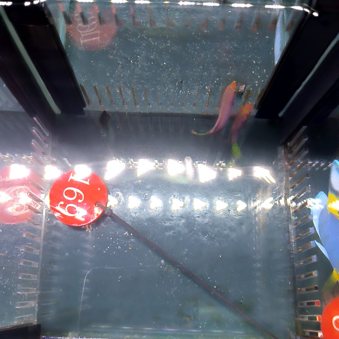 海水鱼六线龙2条小号/运30/6-66-169