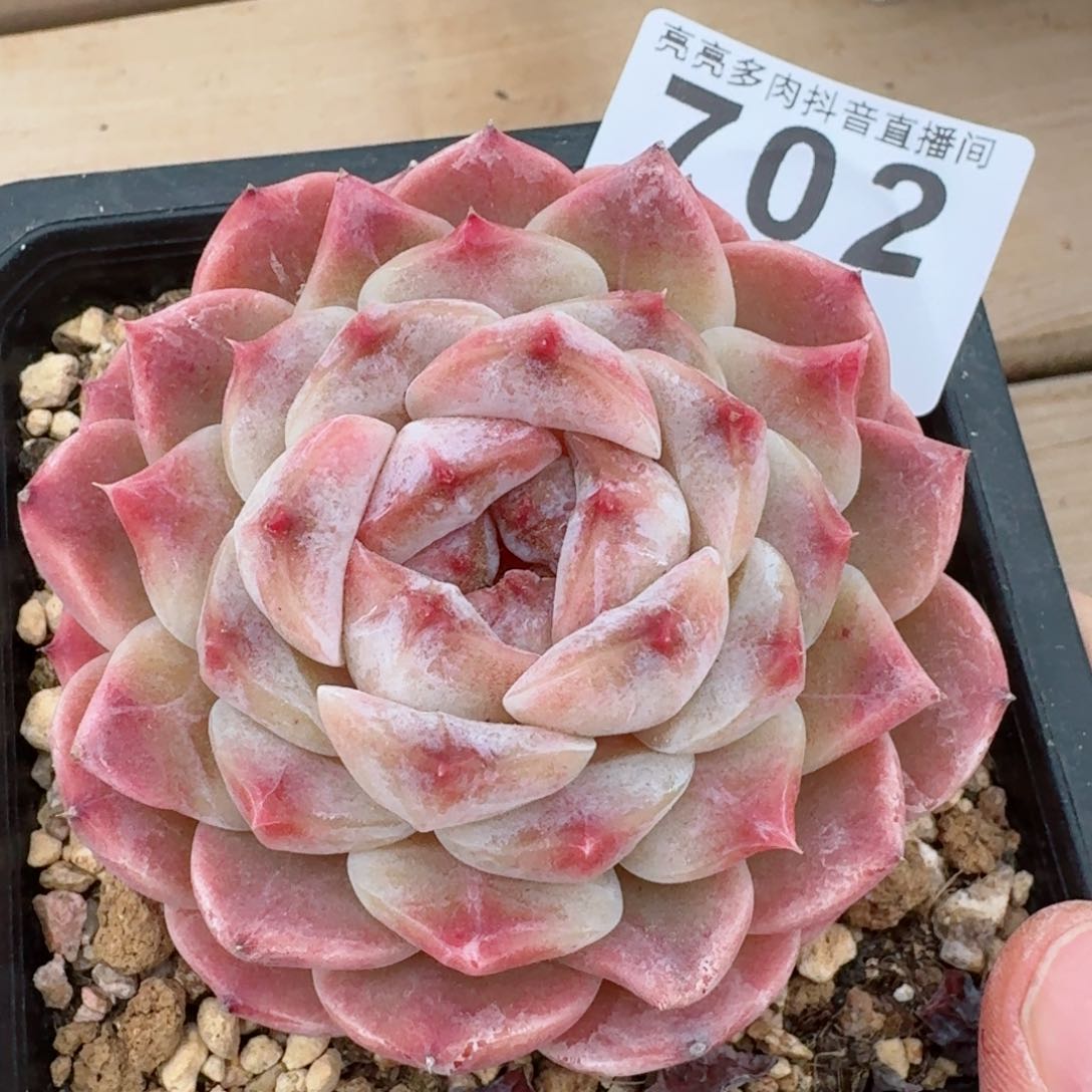 白巧母本         多肉植物