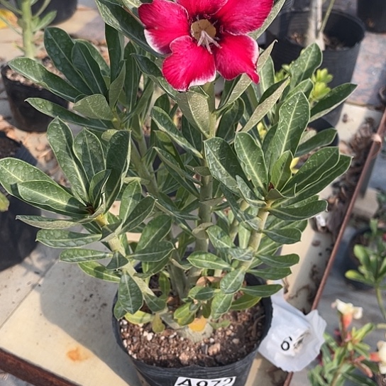 完全开放冷*柔972