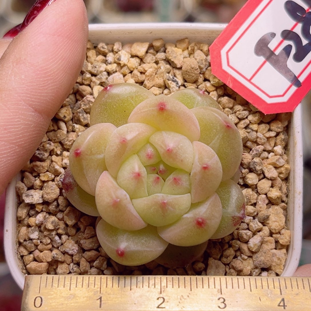 F281一物一拍 羊脂白