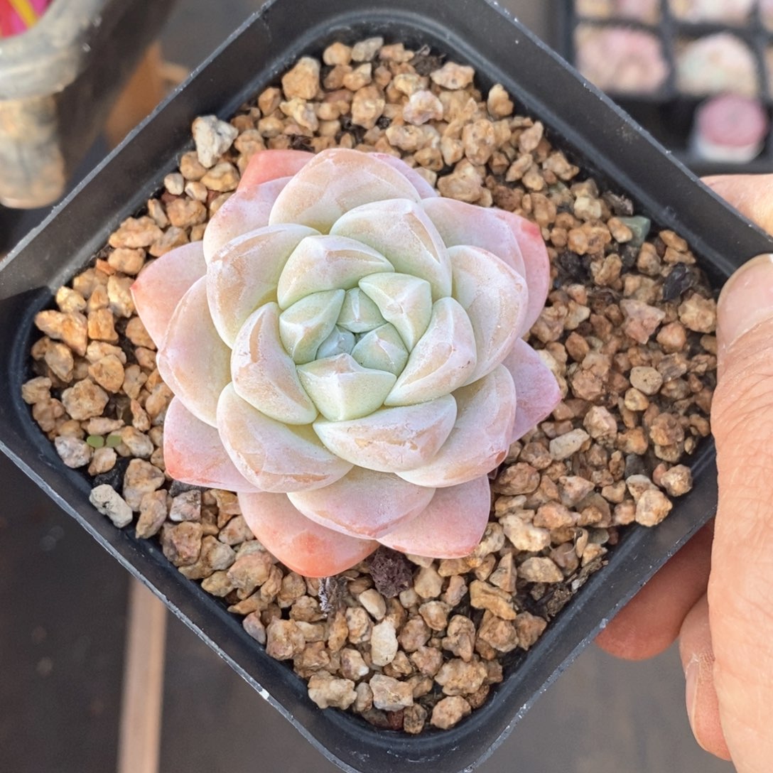 精品多肉一物一拍不包整425