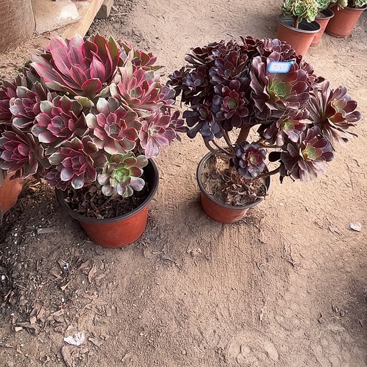 925多肉植物瑕疵特价，