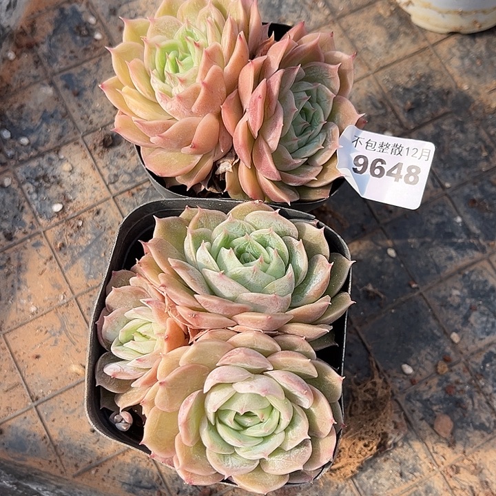 阿雅园艺。       9648昂斯诺两颗