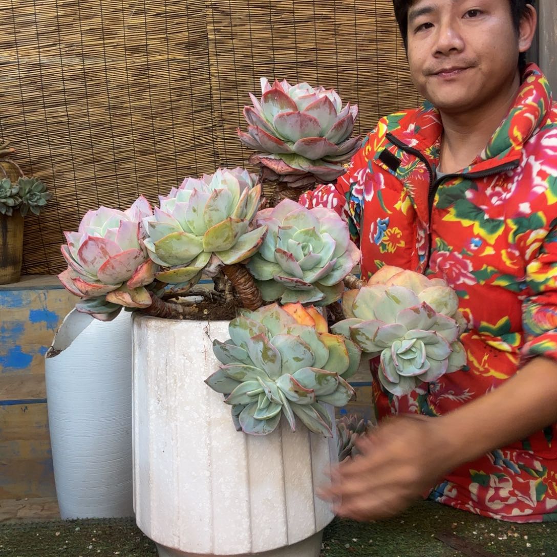 凤物流 27-6 一物一拍