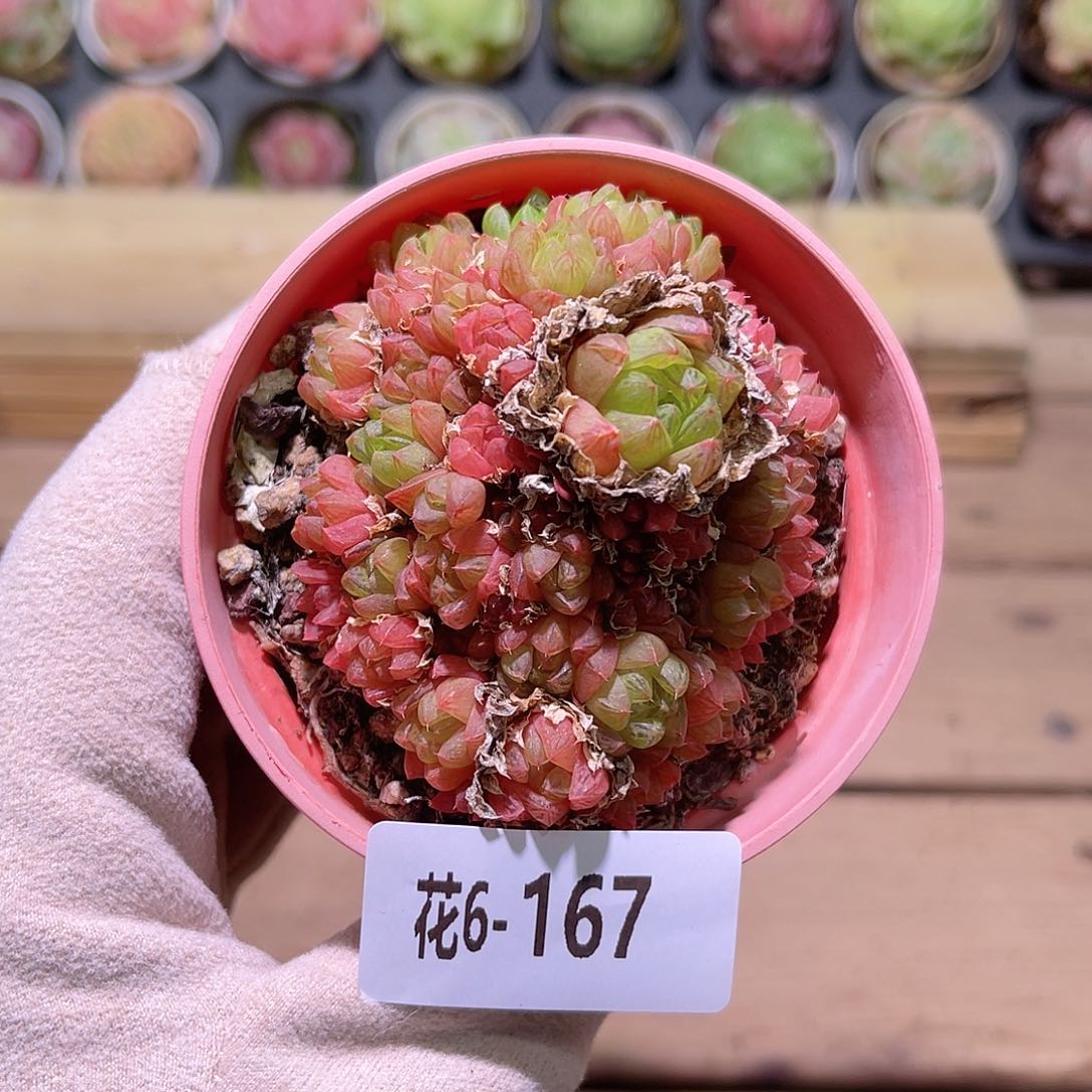 花利美6-167草玉露