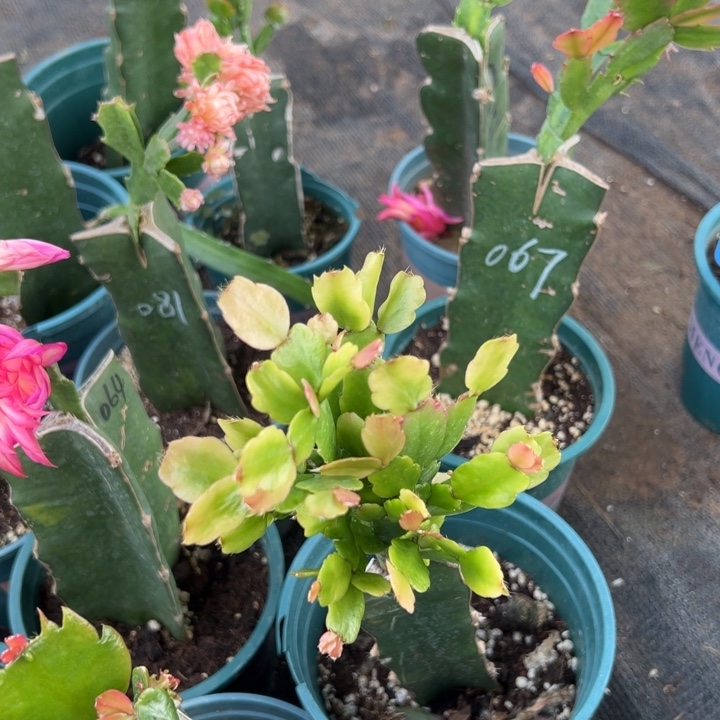 送****25号027紫色花朵0000