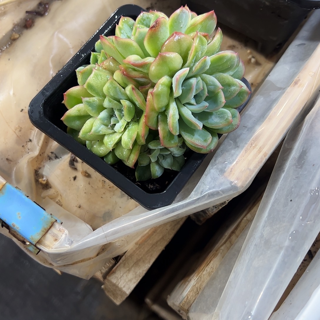 泡泡沙裙多肉植物