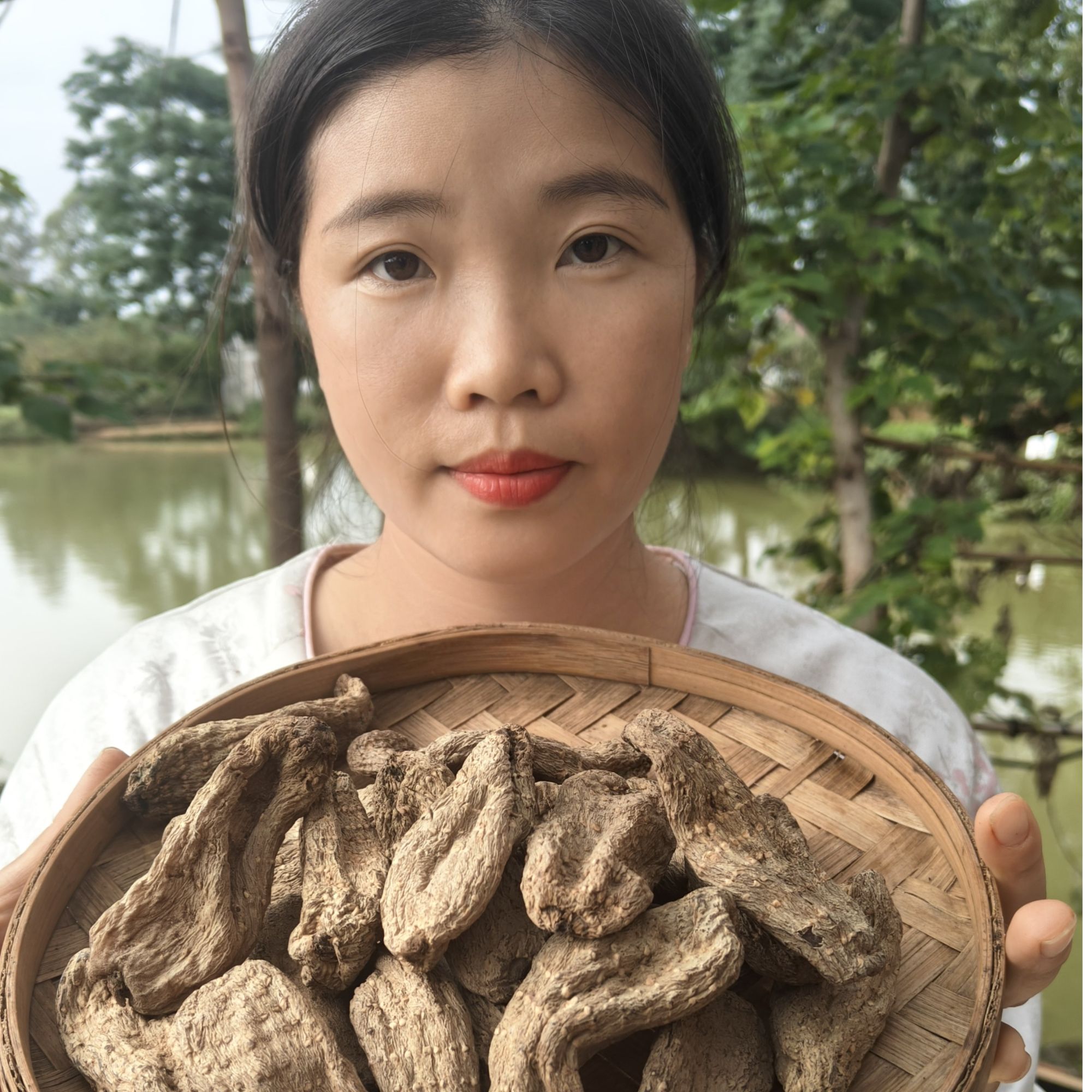 <大山里的天麻>低温打粉