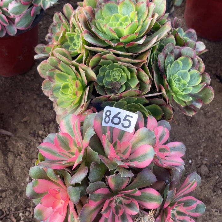 865组合无售后植物