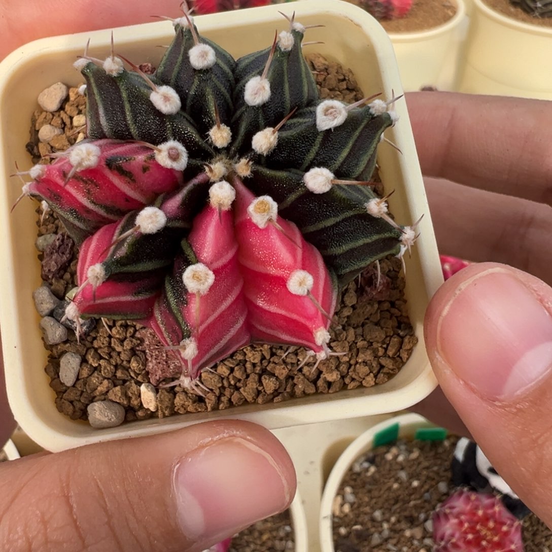 538 好看的米哈冲冲冲